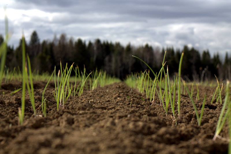 Ferme Tournesol | 5050 Rte des Bouleaux, Shipshaw, QC G7P 1E3, Canada | Phone: (418) 412-4858