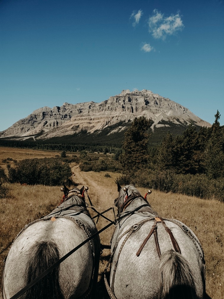 Carter Outfitting LTD | 53508 Range Rd 45, Darwell, AB T0E 0L0, Canada | Phone: (780) 977-8188