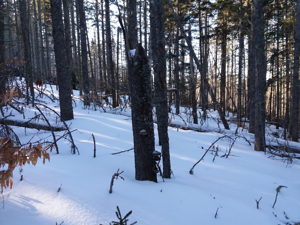 Mark Arendz Provincial Ski Park at Brookvale Alpine | 2018 PE-13, North Wiltshire, PE C0A 1Y0, Canada | Phone: (902) 658-7862