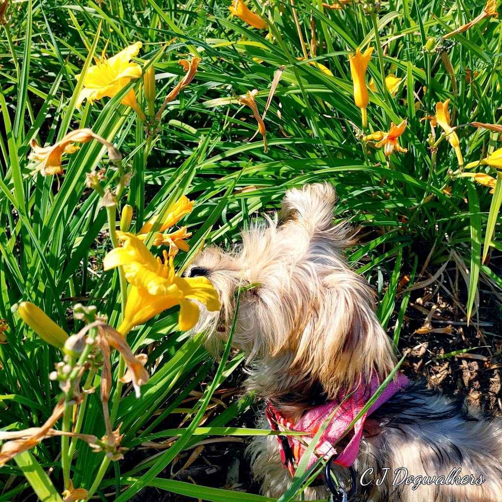 C J Dogwalkers | 77 Arlington Ave, Oshawa, ON L1G 2N5, Canada | Phone: (289) 675-1760