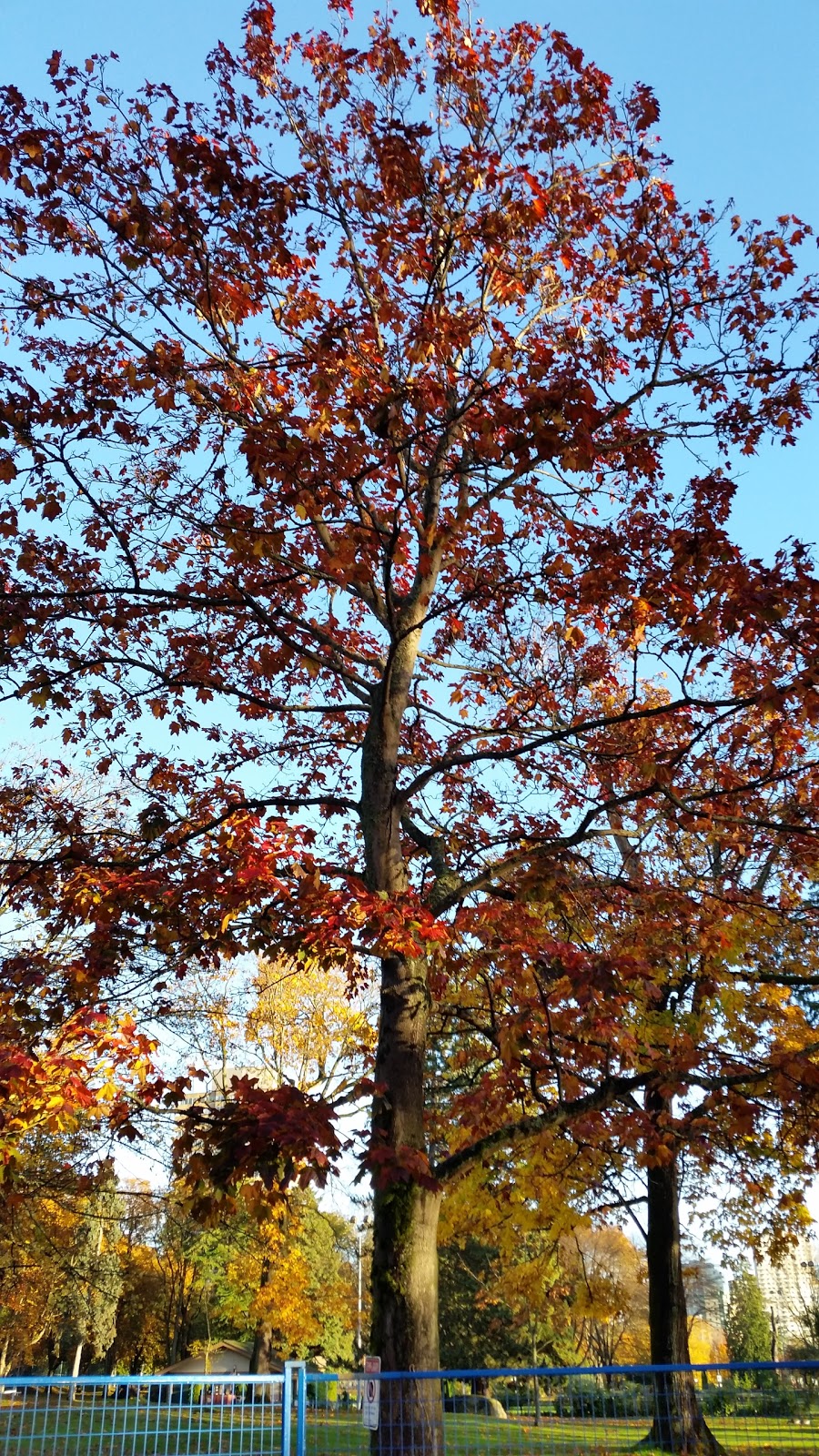 Ceperley Park, Parking Lot | 8901 Stanley Park Dr, Vancouver, BC V6G 3E2, Canada