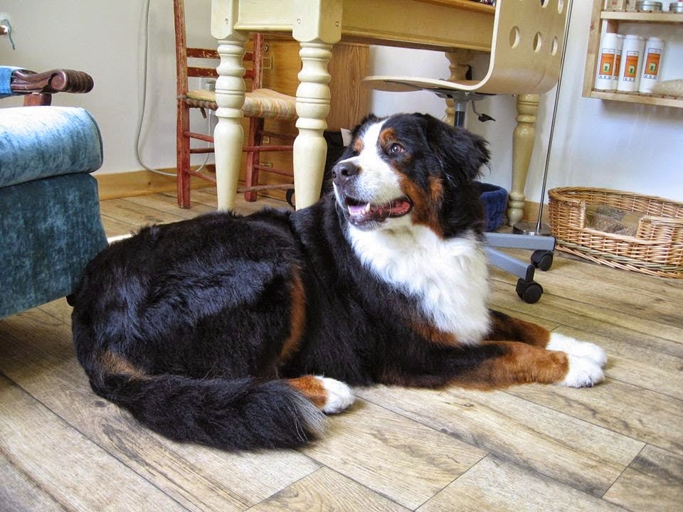 Grooming training school Catheline Nadeau | 1221 Chemin des Patriotes, Richelieu, QC J3L 4W7, Canada | Phone: (450) 684-8889