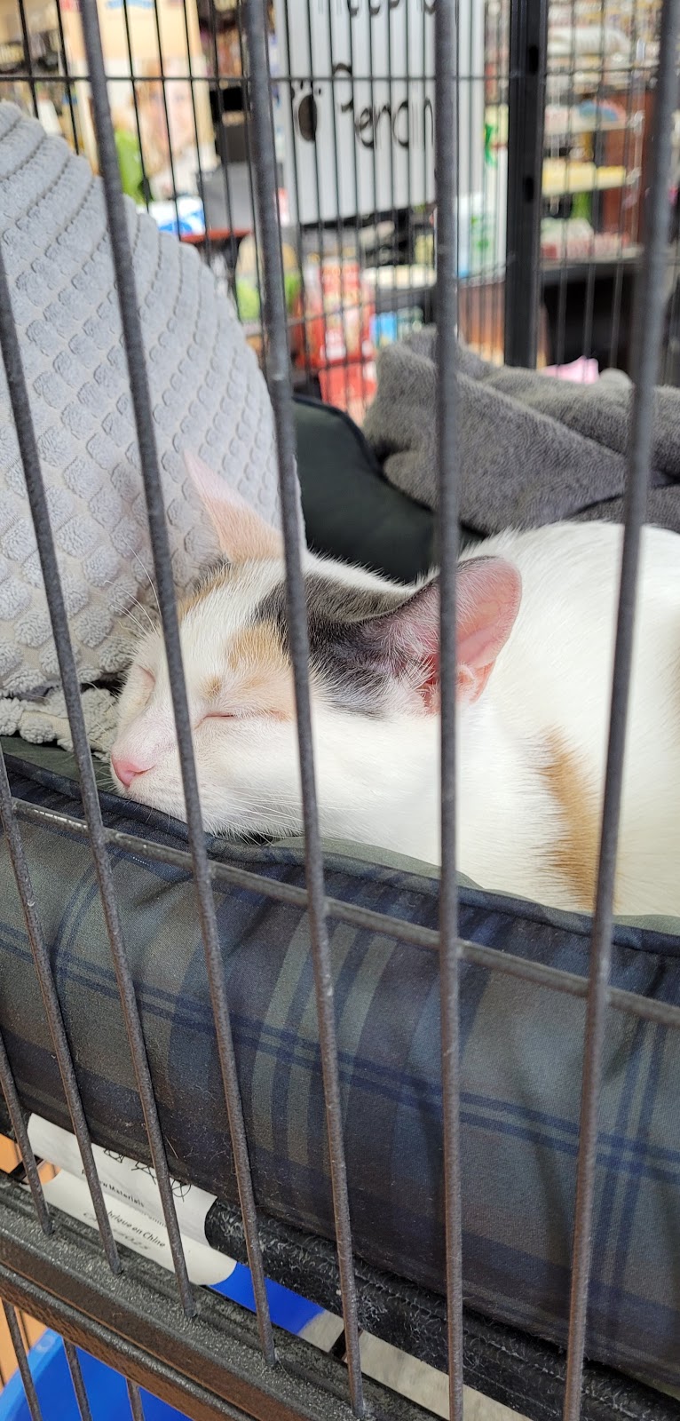 Pet Valu | 556 Montréal Rd, Ottawa, ON K1K 0T9, Canada | Phone: (613) 749-9277