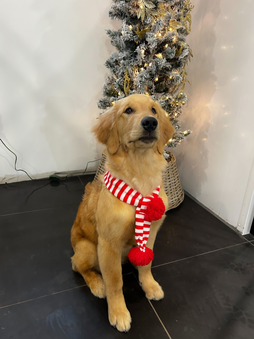 Pawfection Spa | 4468 NB-111, Upperton, NB E5N 3C1, Canada | Phone: (506) 639-7860