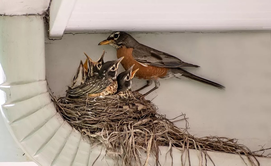 Bad Company Wildlife Eviction - Burlington | 1225 Centre Rd, Hamilton, ON L8N 2Z7, Canada | Phone: (855) 937-0418