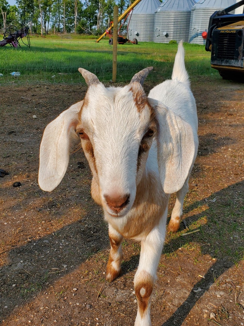 Boomers Funny Farm | 18064 Gimli Park Rd, Aspen Park, MB R0C 1B0, Canada | Phone: (204) 891-0211
