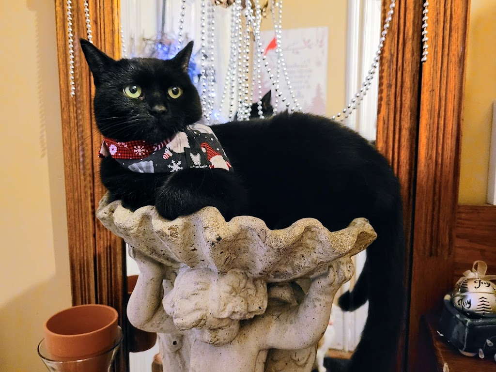 Purrfect Haven Cat Rescue | 6 Imperial Rd, London, ON N5X 2G6, Canada | Phone: (226) 578-0115