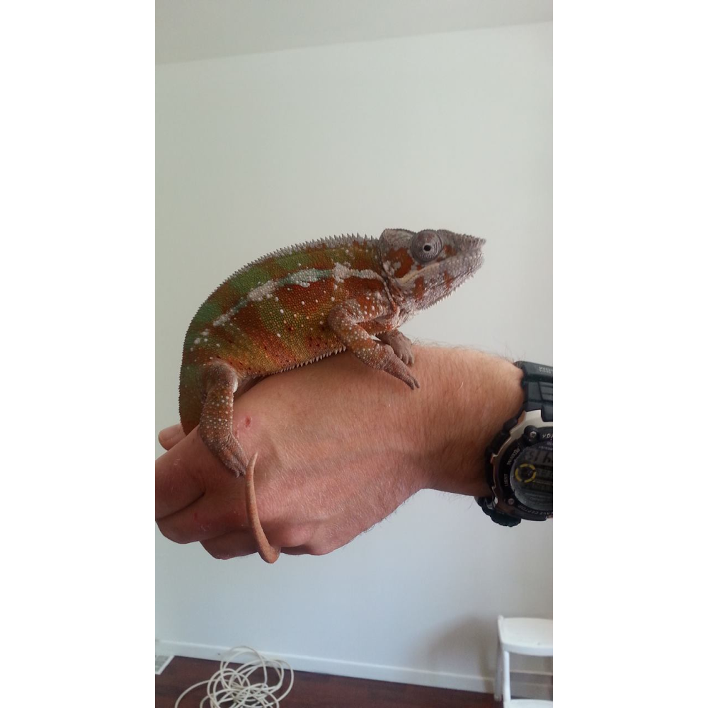 Caméléon-Mauricie | 5-425 Rue Matteau, Trois-Rivières, QC G8Y 5Y3, Canada | Phone: (819) 841-4772