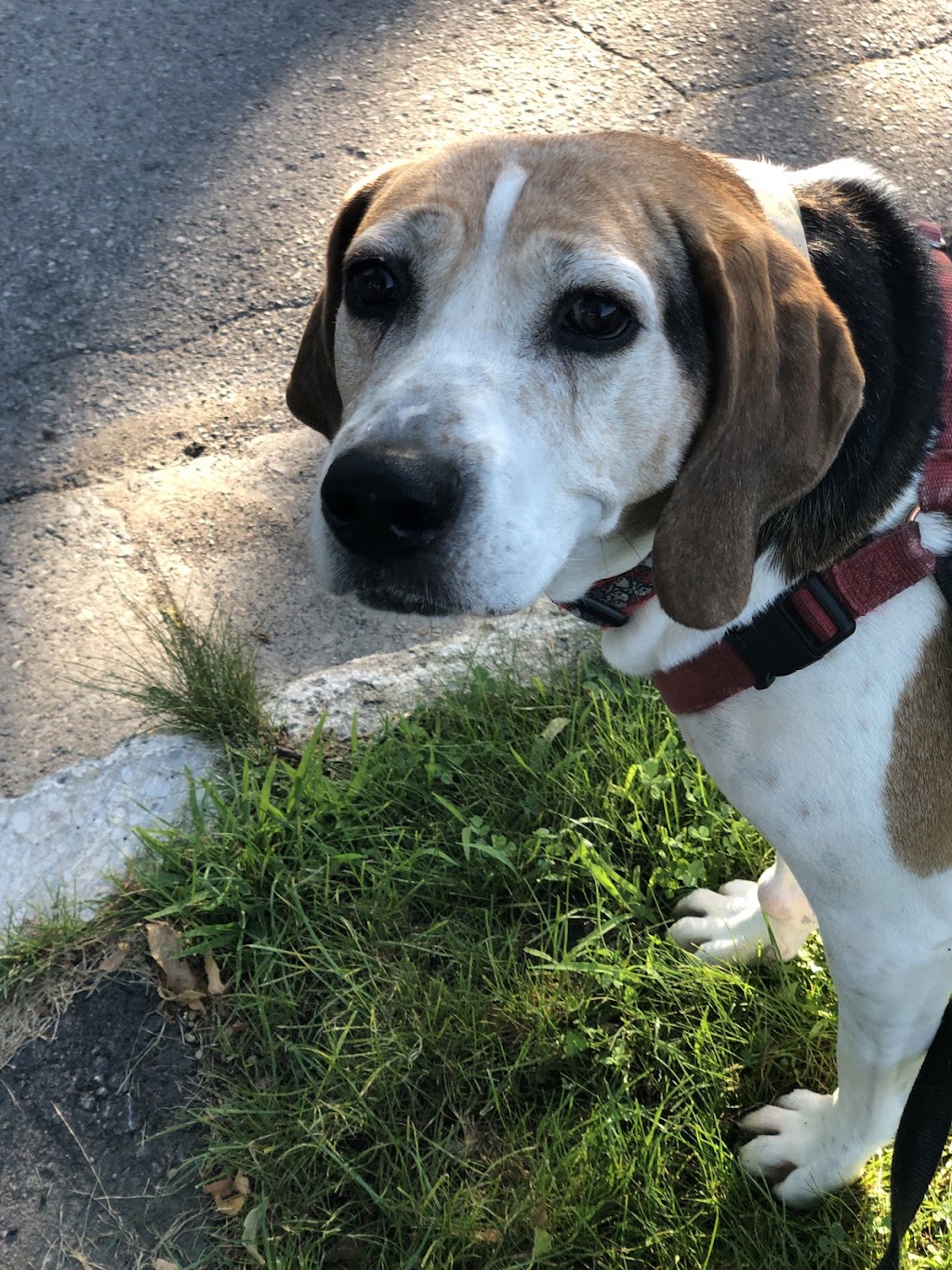 Sonni Moo Pets | 43 Tweed Crescent, London, ON N5X 1Z5, Canada | Phone: (519) 872-7760