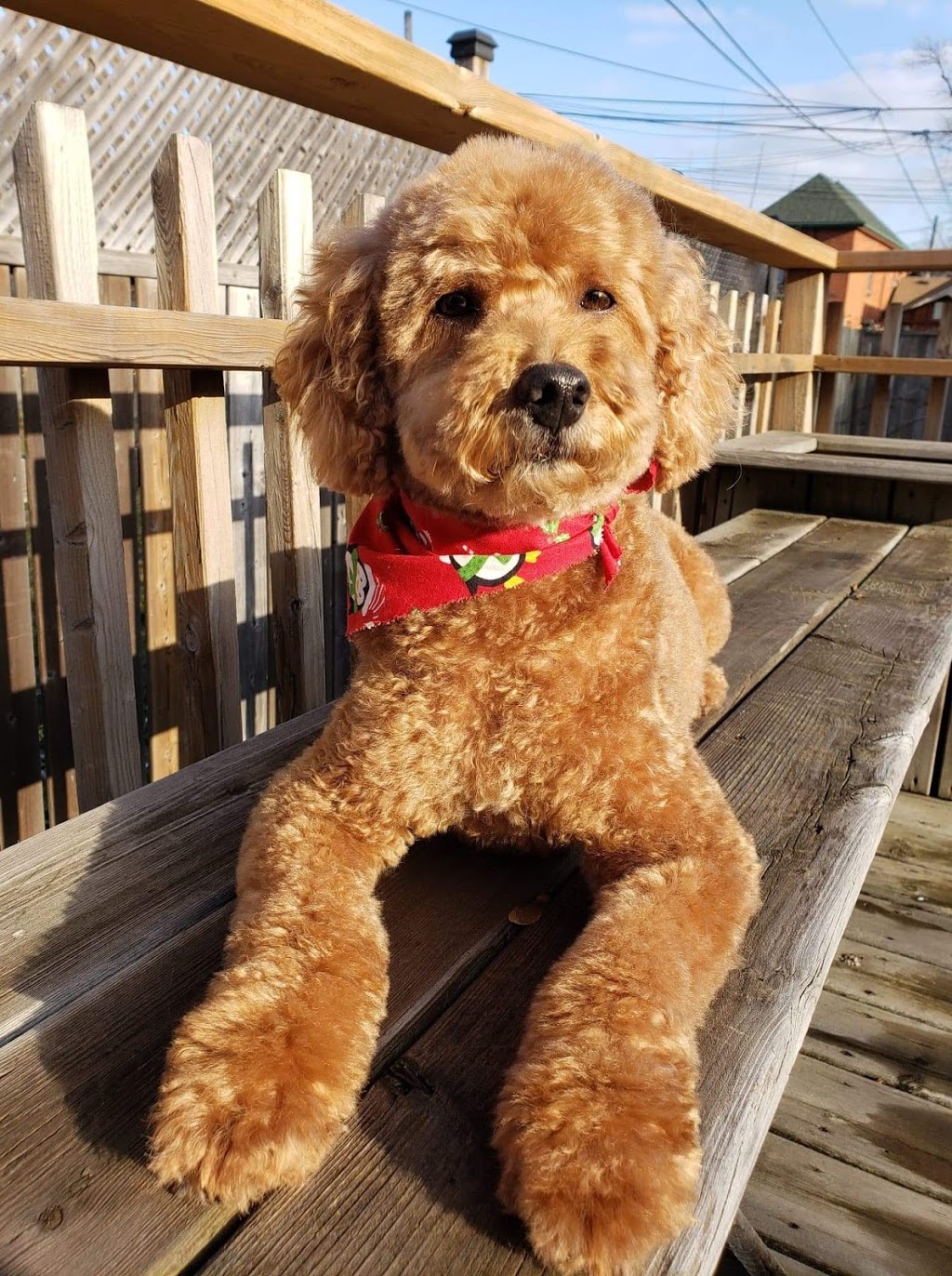 Canine Wellness Dog Grooming Boutique and Spa | 1 Queen St, Cookstown, ON L0L 1L0, Canada | Phone: (647) 766-7833