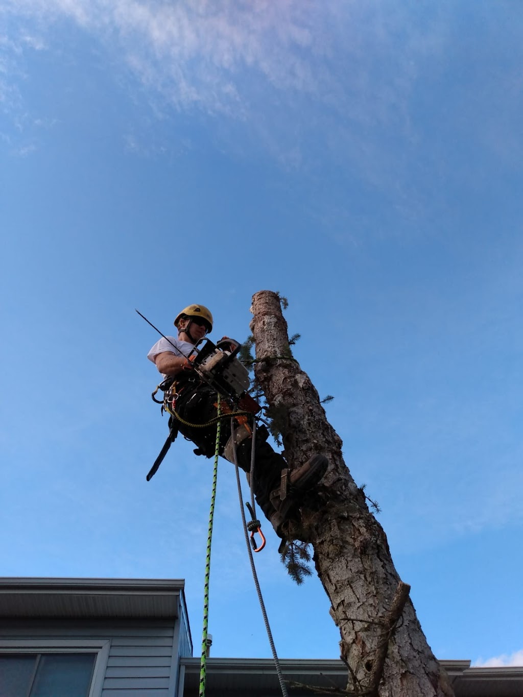 Britton Tree Care | 572 Jubilee Ave, Winnipeg, MB R3L 1P3, Canada | Phone: (204) 799-2504
