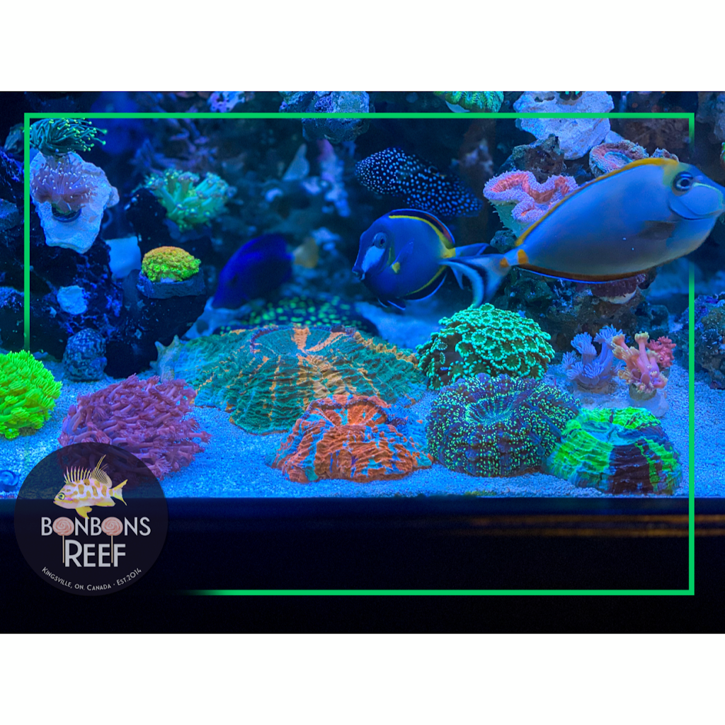 BonBonsReef | Houston Ave, Kingsville, ON N9Y 0C7, Canada | Phone: (519) 796-7065