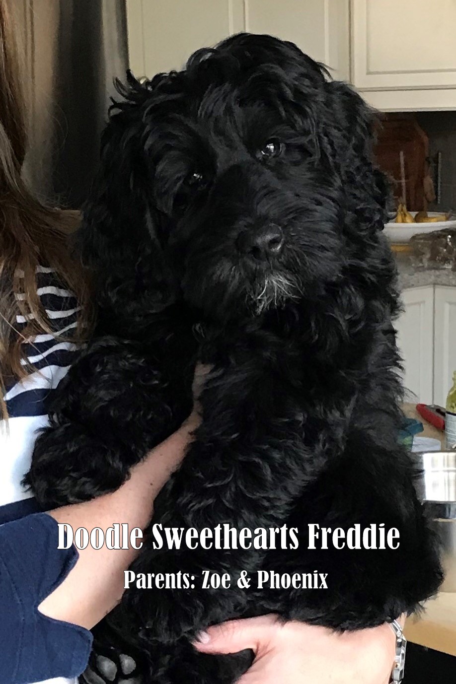 Doodle Sweethearts | 6492 Side Rd 6, Listowel, ON N4W 3G8, Canada | Phone: (519) 291-6633
