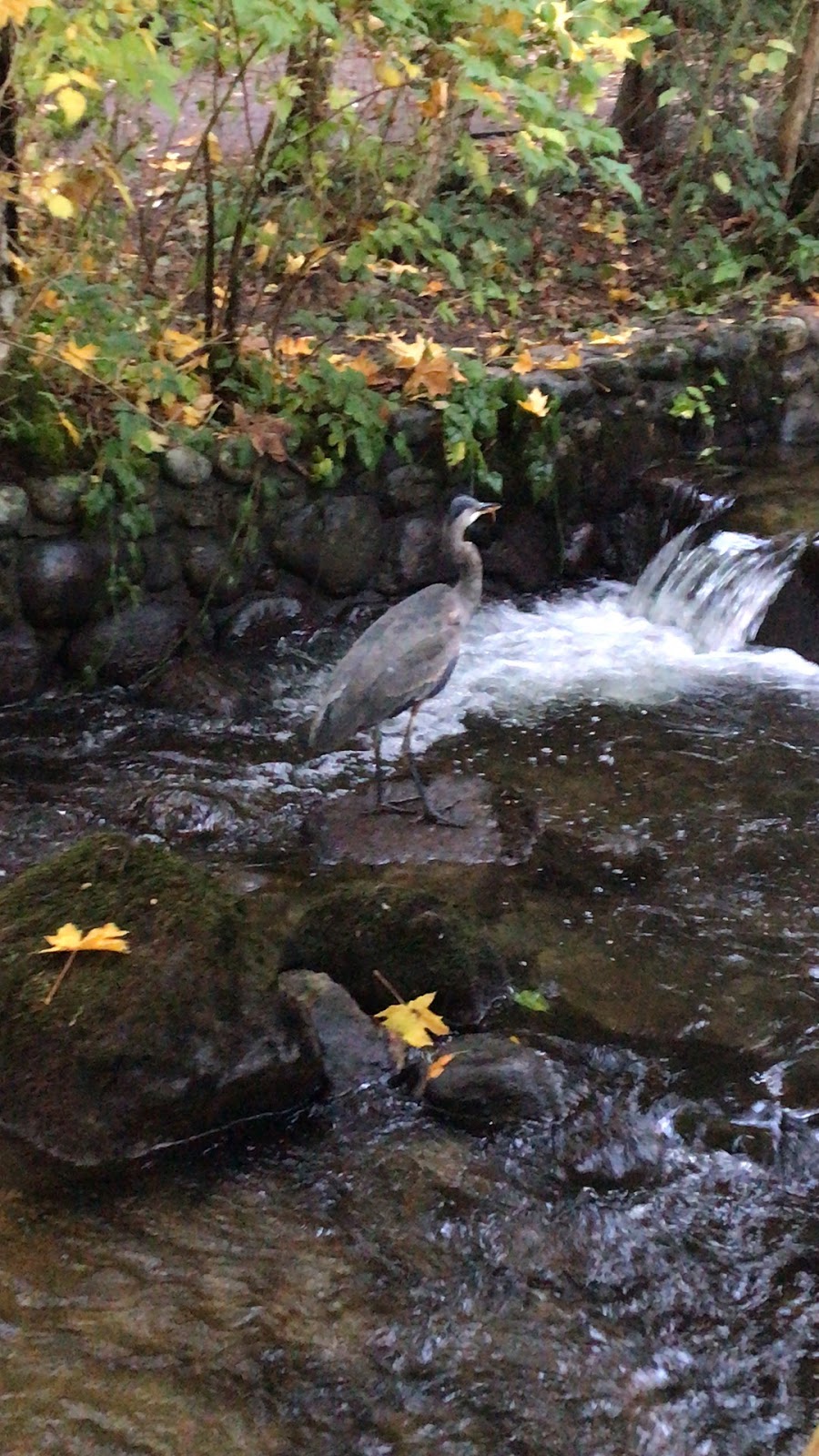 Hoy Creek Linear Park | Coquitlam, BC V3B 7C6, Canada | Phone: (604) 927-3000