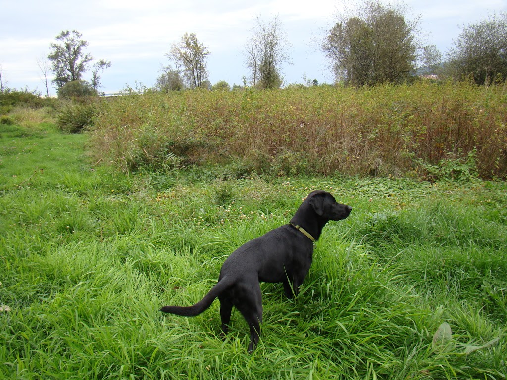 Happy Haven Kennels | 19682 Richardson Rd, Pitt Meadows, BC V3Y 1Z1, Canada | Phone: (604) 465-5790