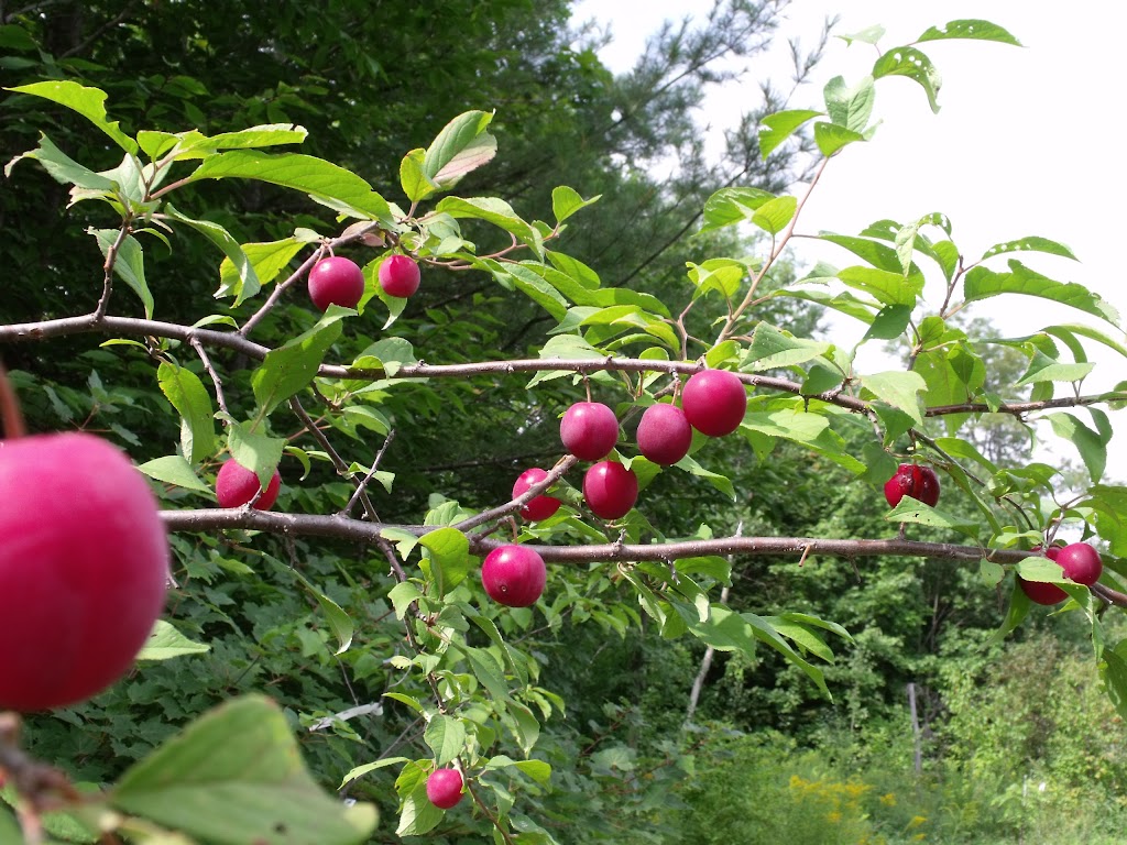 Hardy Fruit Tree Nursery | 5094 QC-125, Rawdon, QC J0K 1S0, Canada | Phone: (514) 418-4109