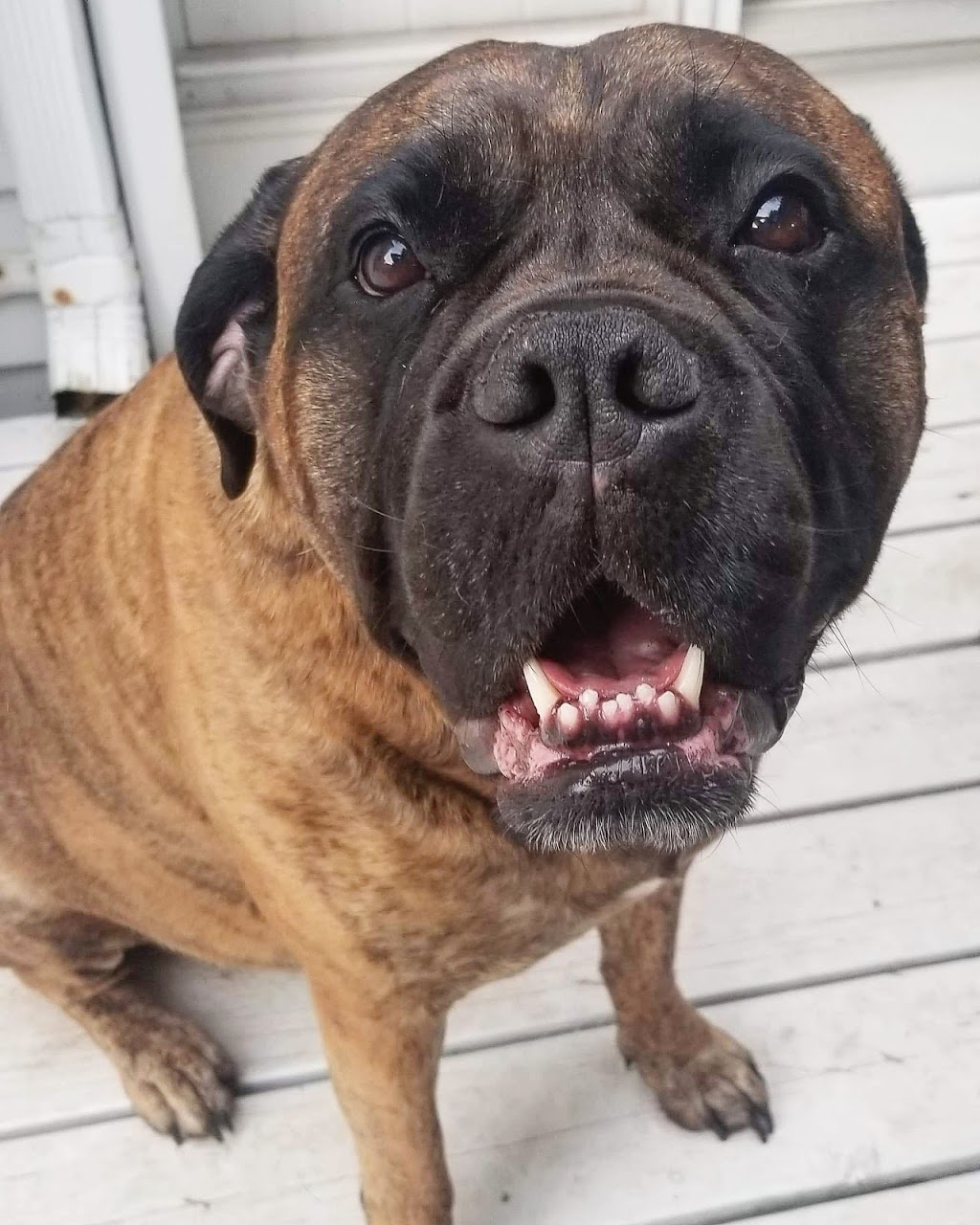 Durham Dog Club | 888 Glen St apartment 420, Oshawa, ON L1J 5Z4, Canada | Phone: (647) 780-1791