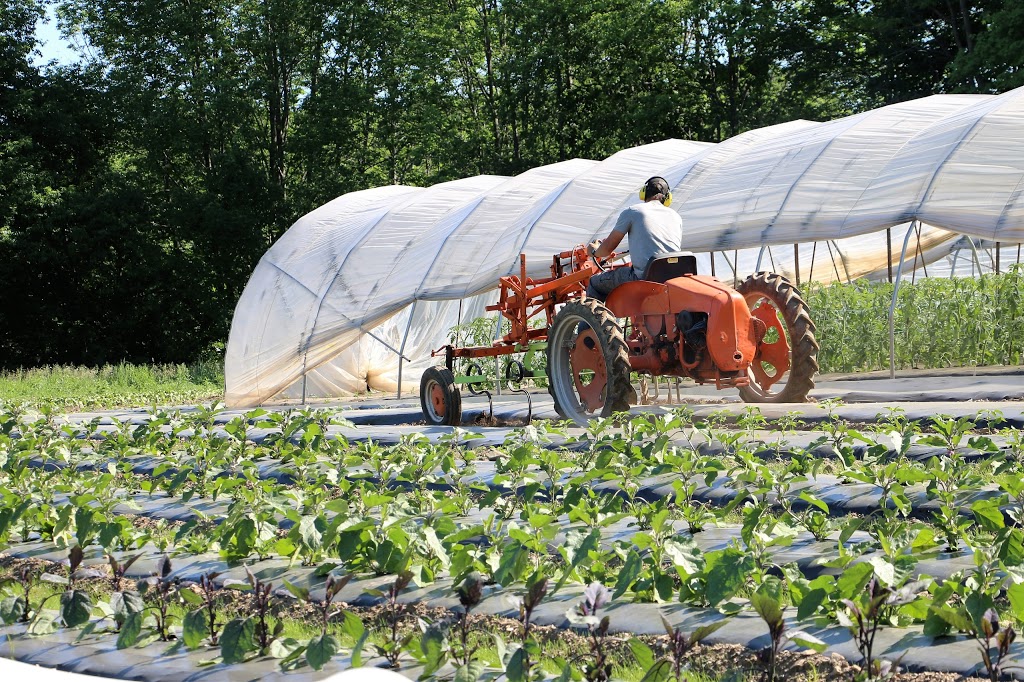 Coop - Pied de Céleri | 255 Rue Bruce, Dunham, QC J0E 1M0, Canada | Phone: (450) 775-8036