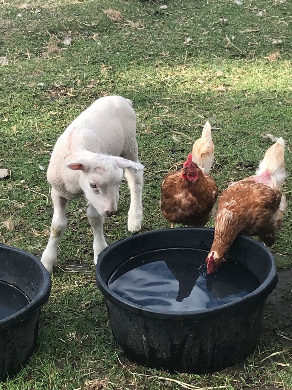 Spruce Hill Farm | 200 Spruce Hill Rd, King City, ON L7B 1A3, Canada | Phone: (416) 669-8765