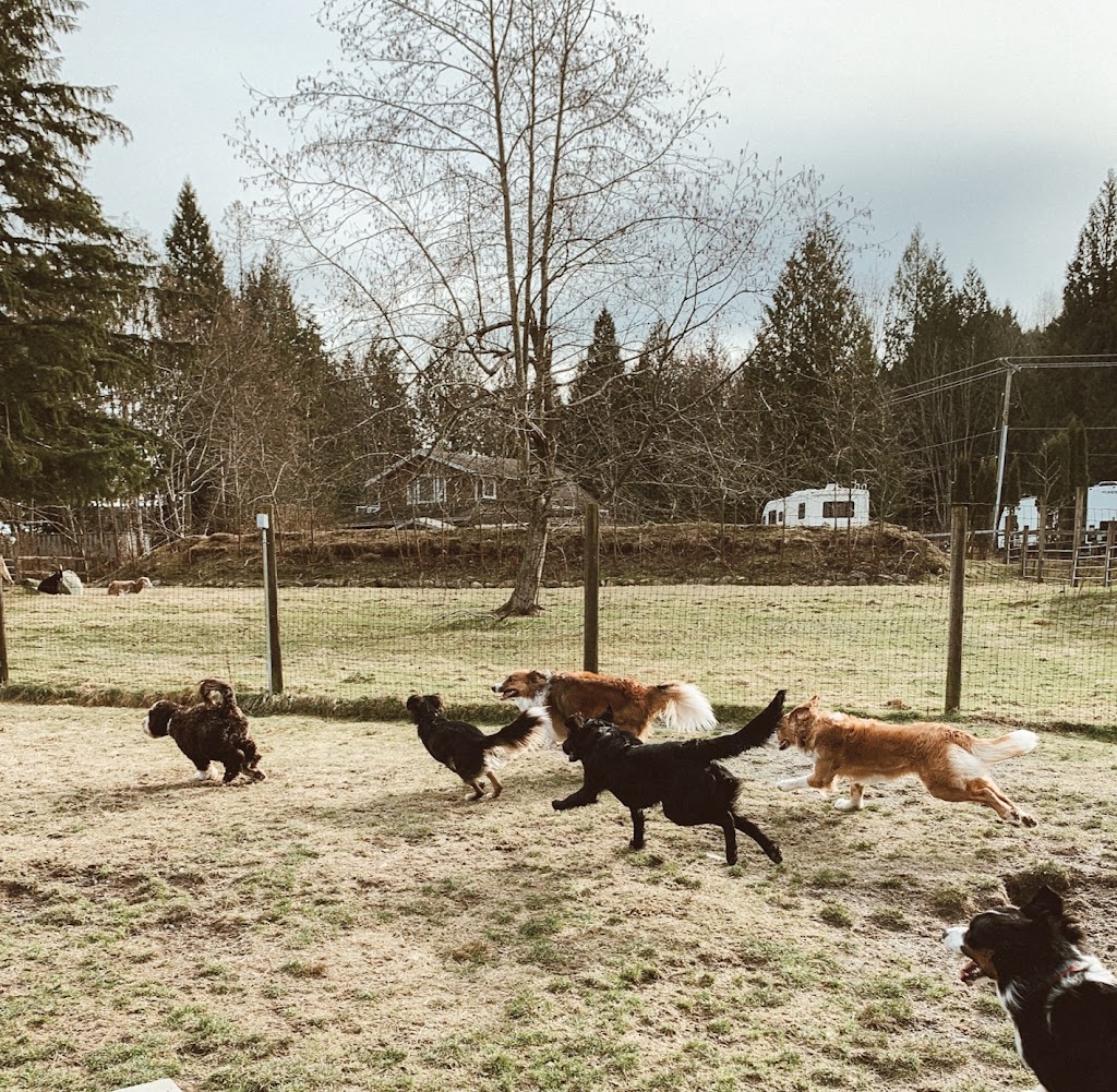 No Pawblems K9 Camp & Cathouse | 277 Parker Rd, Gibsons, BC V0N 1V1, Canada | Phone: (604) 886-8659
