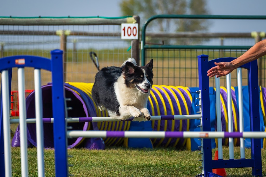 Big Rock Australian Shepherds | 14 303 Ave W, Okotoks, AB T1S 1A2, Canada | Phone: (403) 990-8506