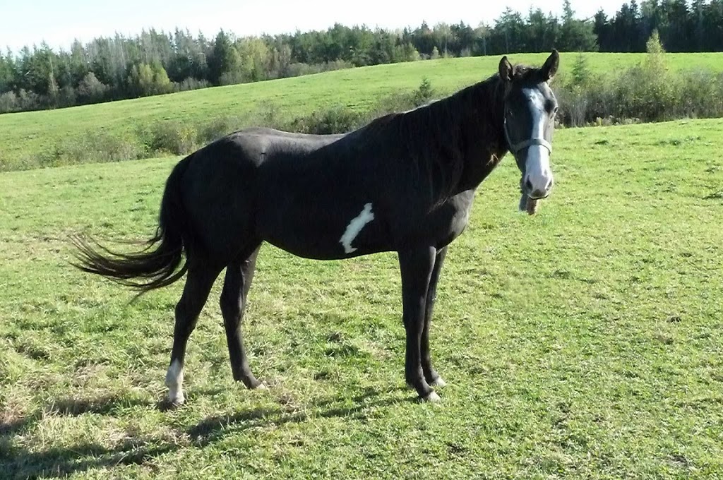 Nova Scotia Horses.com | 23 Robert Angus Dr, Amherst, NS B4H 4S5, Canada | Phone: (902) 664-7066