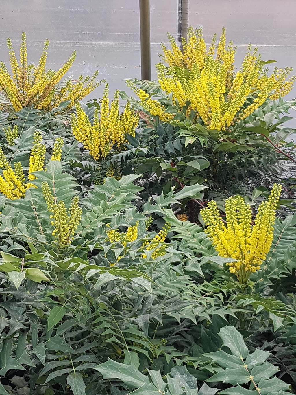Green Mountain Nursery Ltd. | 2682 Lefeuvre Rd, Abbotsford, BC V4X 1H6, Canada | Phone: (604) 300-7226