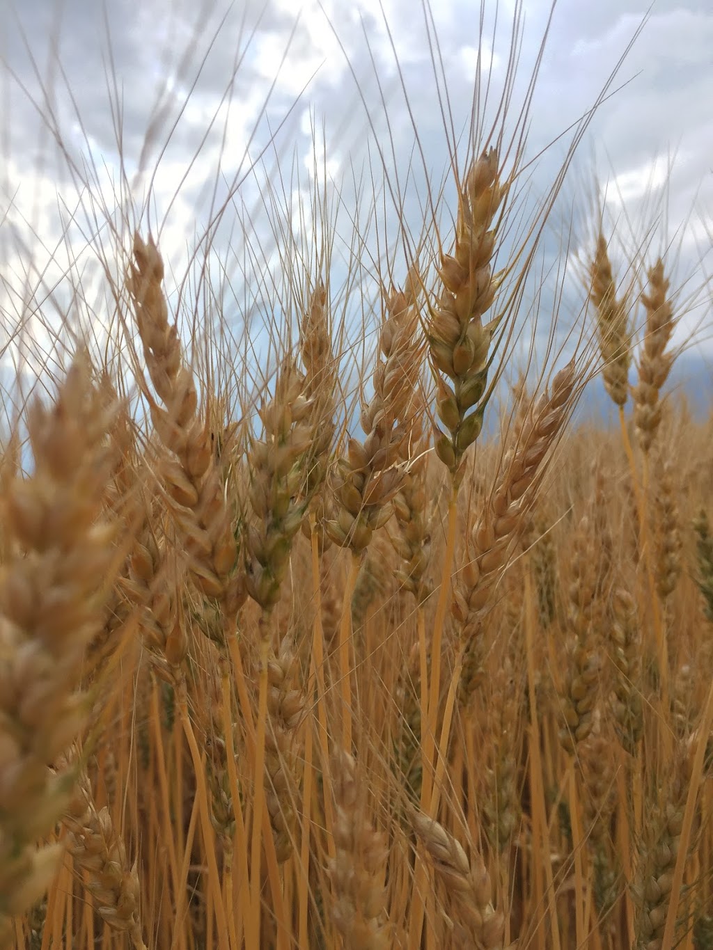CORE Ag Inputs - Carstairs | 750 Highfield Dr, Carstairs, AB T0M 0N0, Canada | Phone: (403) 940-0472