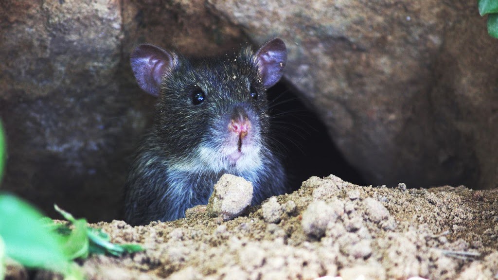 Pest Detective - Surrey/Langley | 21661 88 Ave #15, Langley City, BC V1M 2Z9, Canada | Phone: (604) 589-3338