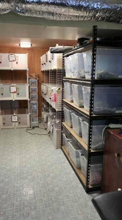 Élevage Herissopy: Éleveurs du hérisson africain à ventre blanc | 32 Rue Loranger, Québec, QC G2B 3B4, Canada | Phone: (418) 806-6689