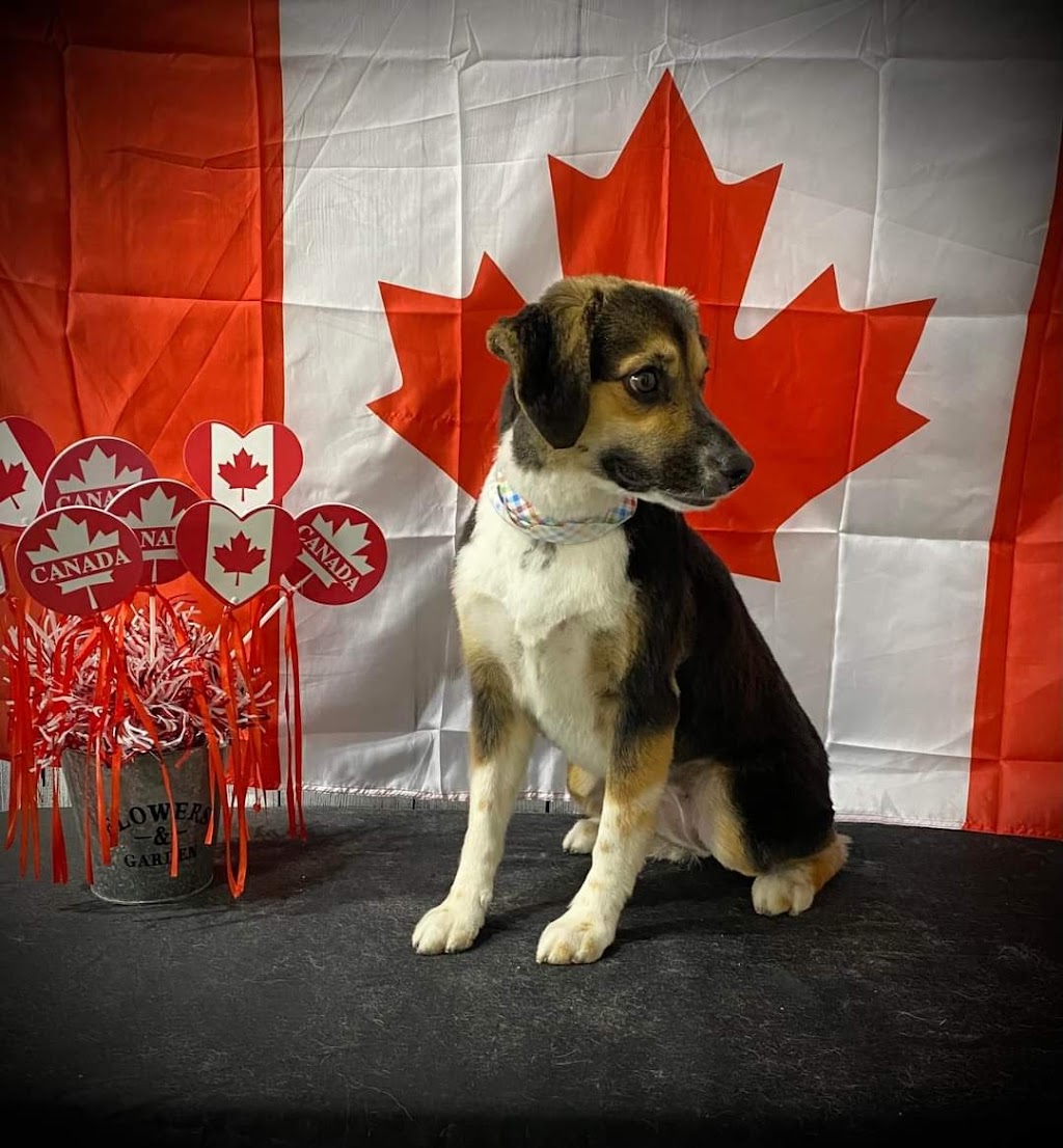 The Pet Parlour | 86 Boulder Blvd Bay 110, Stony Plain, AB T7Z 1V7, Canada | Phone: (780) 898-3720