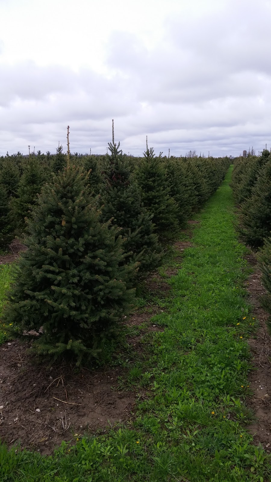 Tree Lane Farms | 13073 Twelve Mile Rd, Ilderton, ON N0M 2A0, Canada | Phone: (519) 666-0154