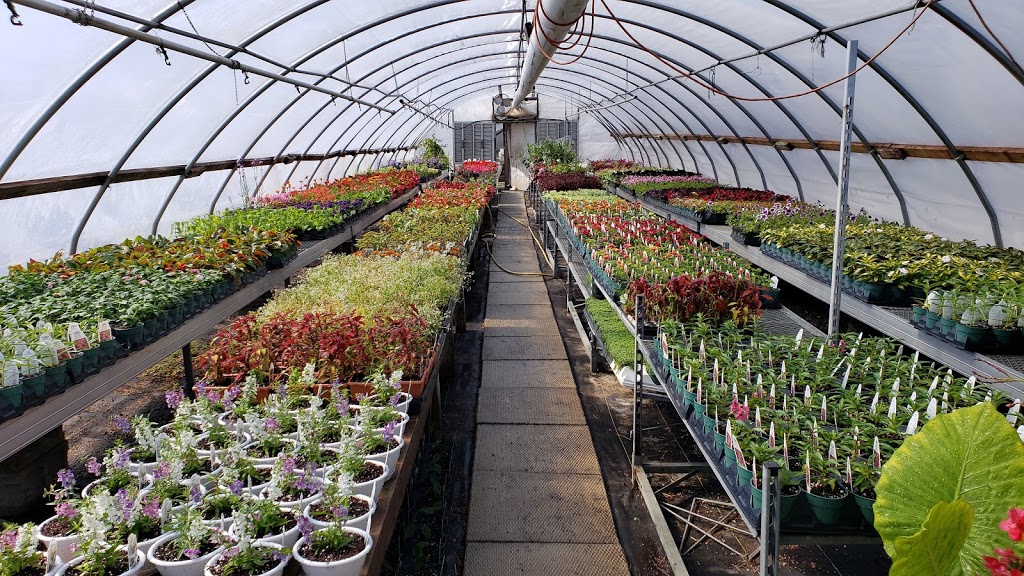 Flora Gardens | 2465 ON-3, Oldcastle, ON N0R 1L0, Canada | Phone: (519) 737-6528