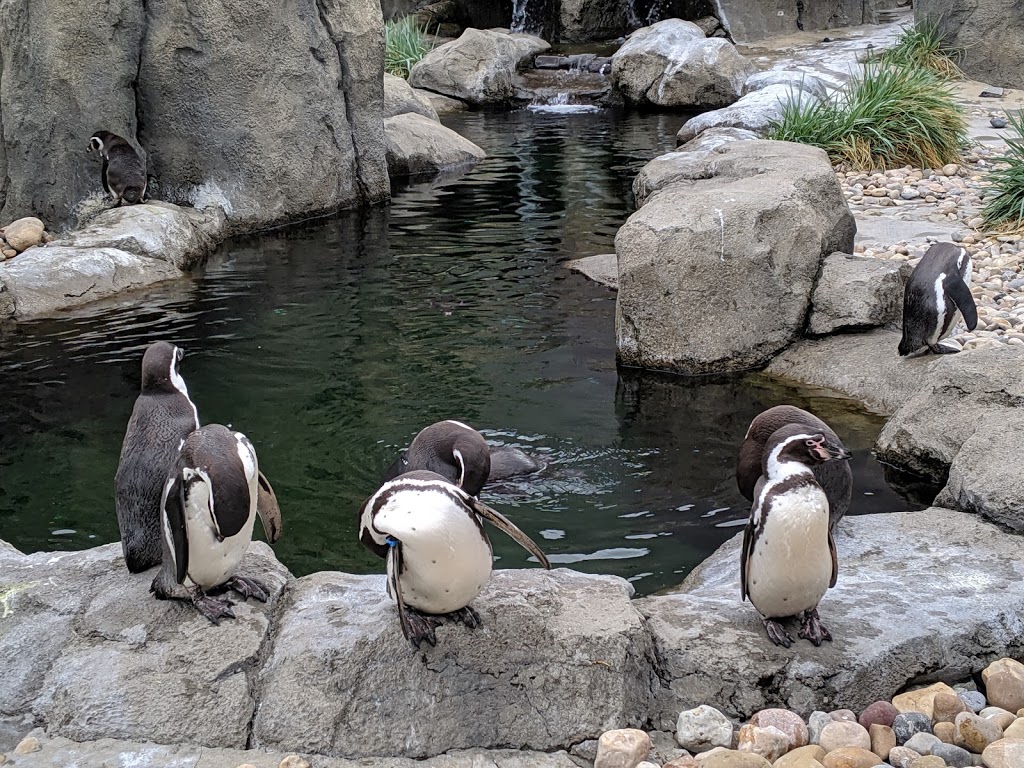 Calgary Zoo | 210 St. Georges Drive NE, Calgary, AB T2E 7V6, Canada | Phone: (403) 232-9300