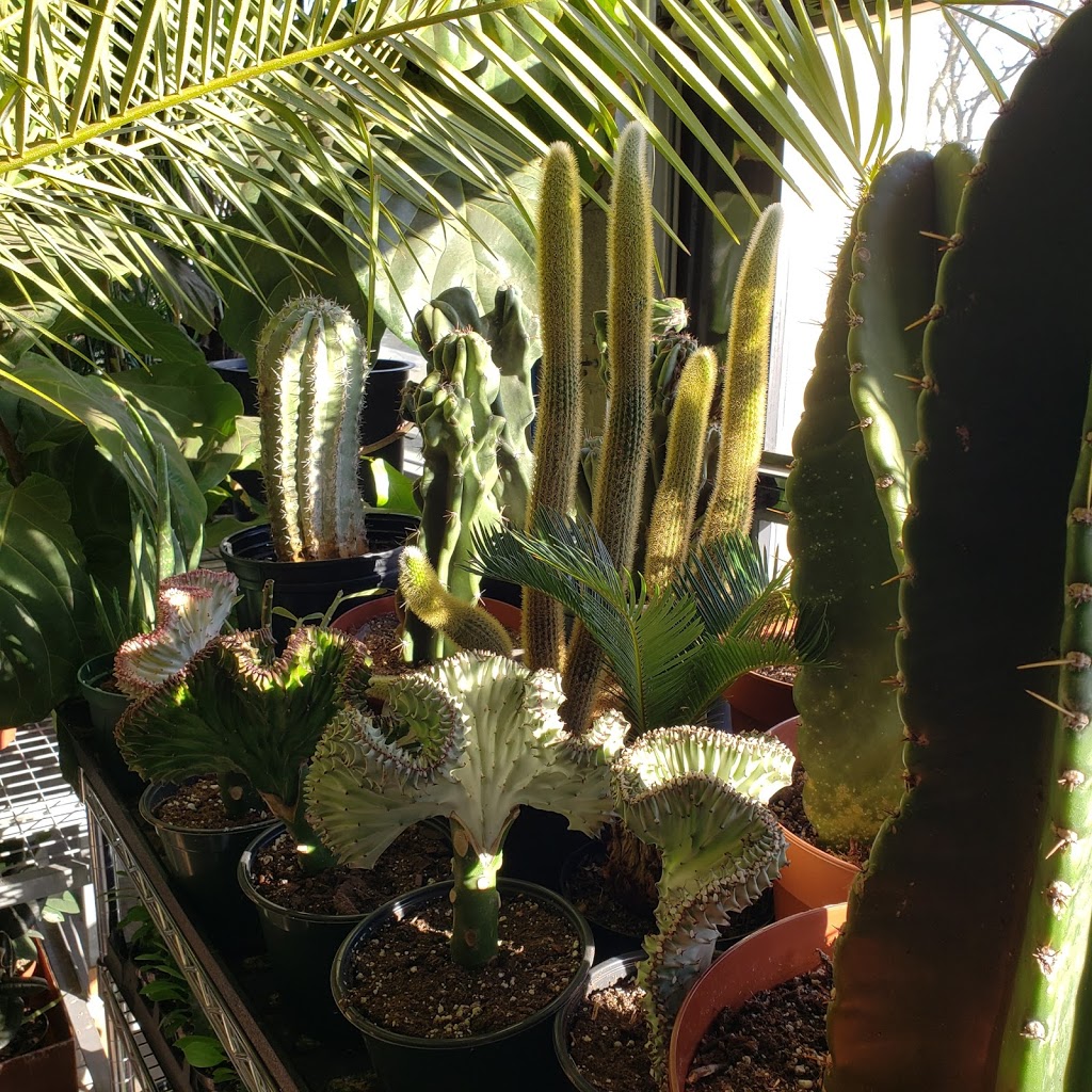 Dynasty Plant Shop | 1250 Dupont St Unit 1, Toronto, ON M6H 2A4, Canada | Phone: (416) 588-8383