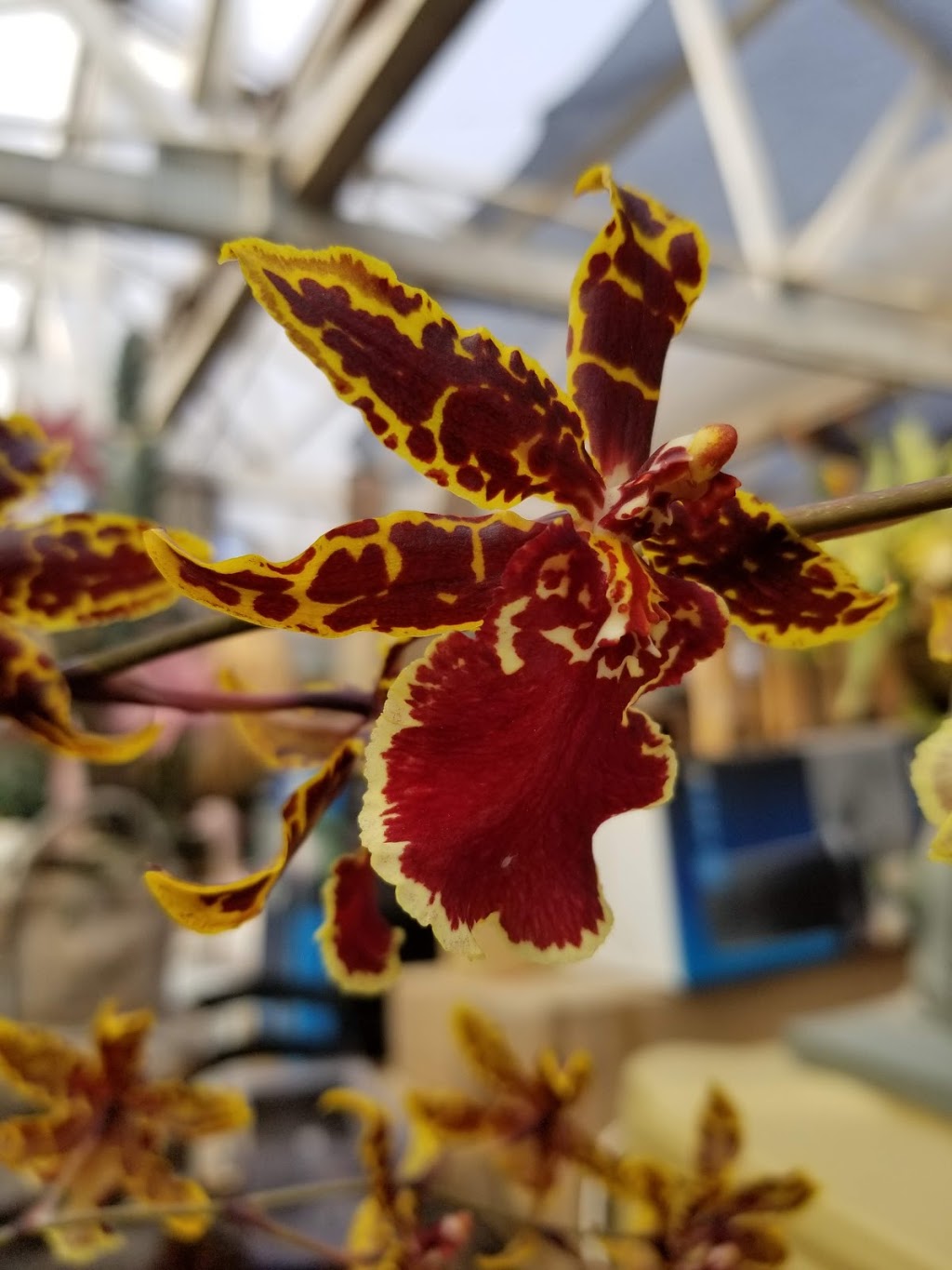 Sunrise Garden Ctr | 28563 Fraser Hwy, Abbotsford, BC V4X 1L1, Canada | Phone: (604) 856-6899