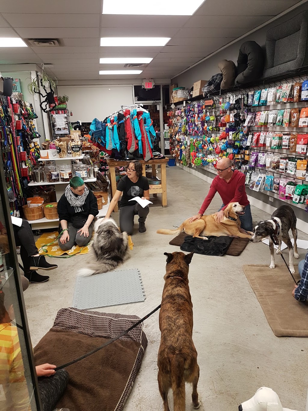 Discover Dogs | 701 Kingsway, Vancouver, BC V5T 3K6, Canada | Phone: (604) 428-3647