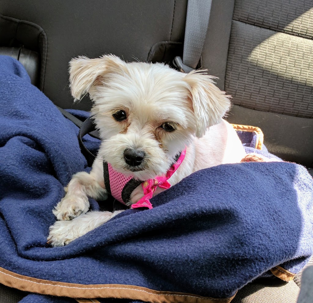 Groomies Grooming | 40L Bd Saint-Charles, Beaconsfield, QC H9W 5Z6, Canada | Phone: (514) 428-2547