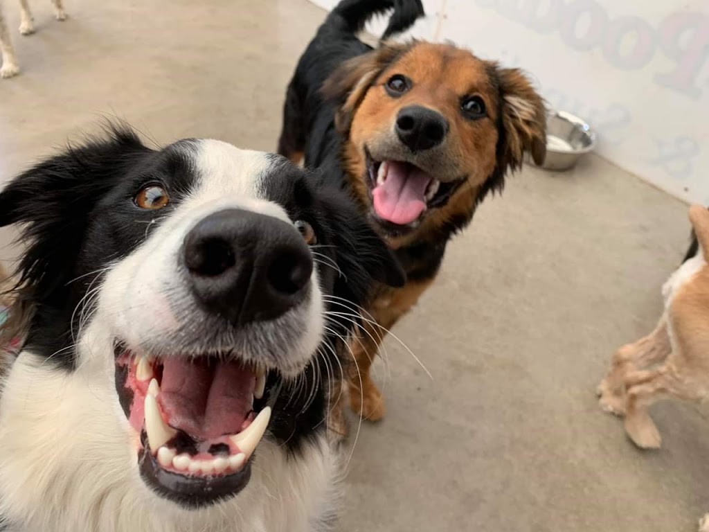 Park Your Paws Ltd. | 19384 Glooscap Trail, Amherst, NS B4H 3Y4, Canada | Phone: (902) 661-1110