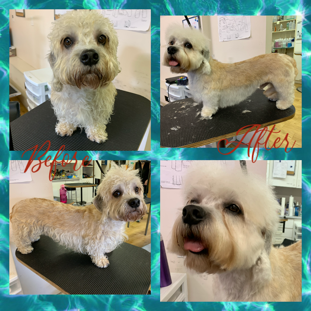 The Dogs Paw | 1423 Brunette Ave #207, Coquitlam, BC V3K 7A2, Canada | Phone: (778) 879-7694