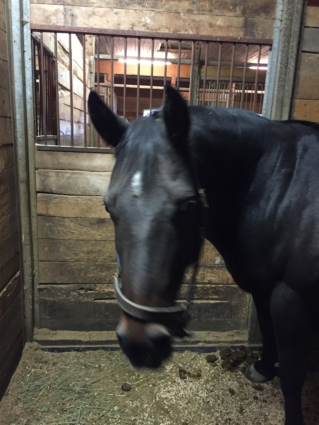 Dreamcrest Equestrian Services | 2130 Shirley Rd, Port Perry, ON L9L 1B3, Canada | Phone: (905) 985-1599