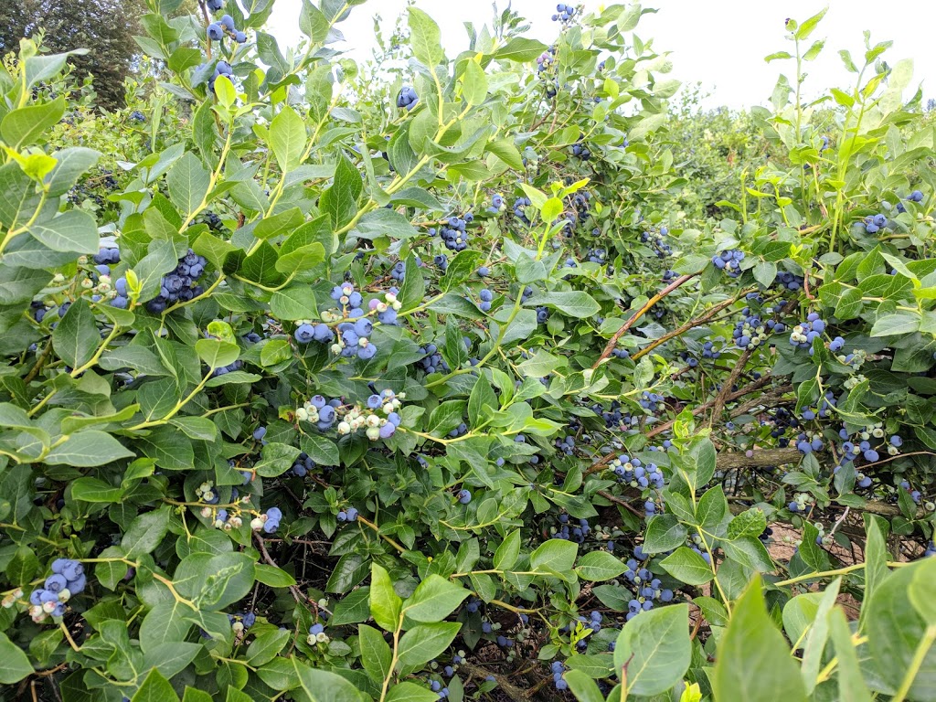 S & S Sandhu Blueberry Farm | 13420 Neaves Rd, Maple Ridge, BC V4R 2R9, Canada | Phone: (604) 465-1997