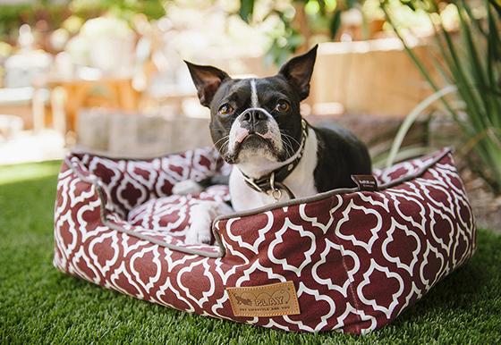 Chameleon & Co Raw Dog Food Boutique | 52 Bartor Rd, North York, ON M9M 2G5, Canada | Phone: (647) 404-7291