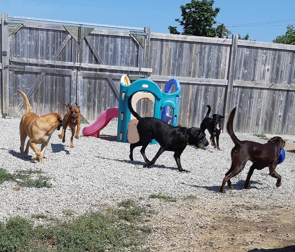 Woof! Pet Resort | 684459 Oxford 2, Woodstock, ON N4S 7V7, Canada | Phone: (519) 421-7387