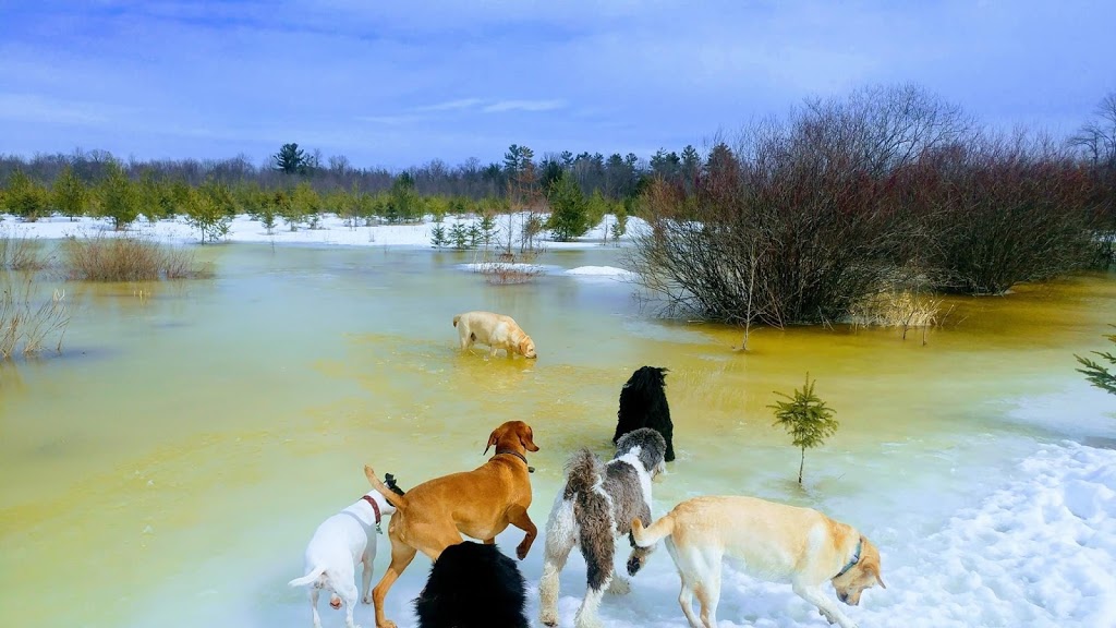 Stonecrest Doggy Park | 2928 Stonecrest Rd, Dunrobin, ON K0A 1T0, Canada | Phone: (613) 366-5060