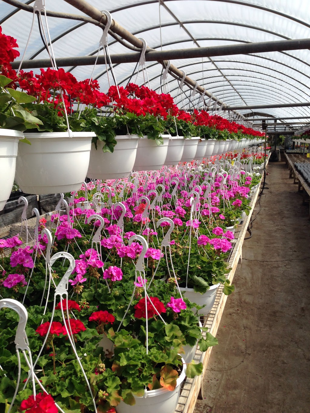 Old Mill Greenhouse | 22112 Gibson Rd, Mount Brydges, ON N0L 1W0, Canada | Phone: (519) 264-1638