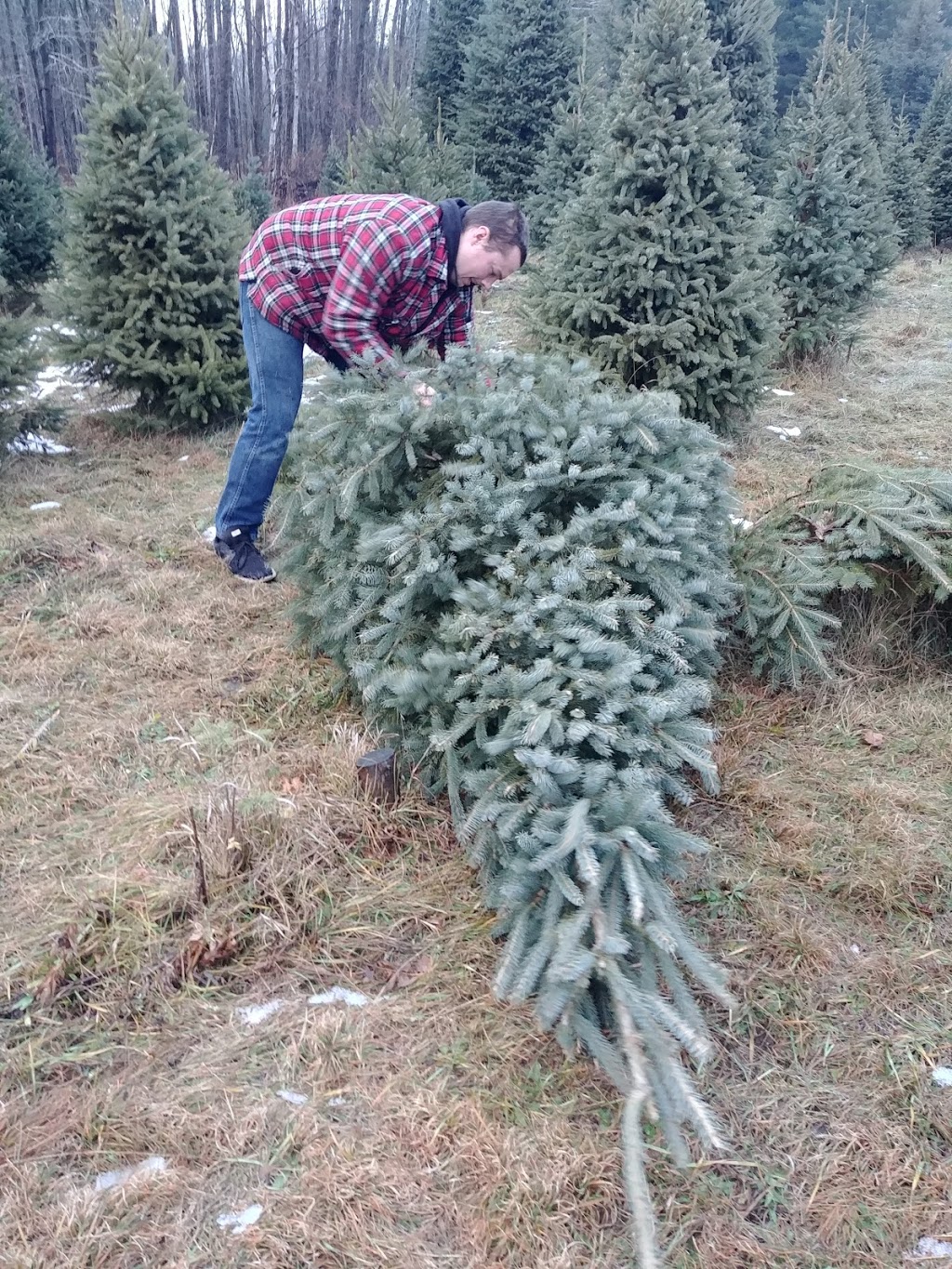 Lauras Christmas Trees | 998024 Mulmur Tosorontio Townline, Mulmur, ON L9V 0N4, Canada | Phone: (705) 466-5790