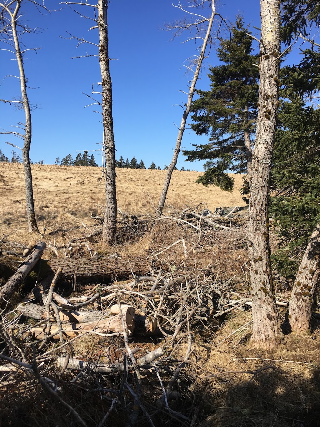Sean Ashe Forestry | 1940 NS-211, Sherbrooke, NS B0J 3C0, Canada | Phone: (902) 318-0066