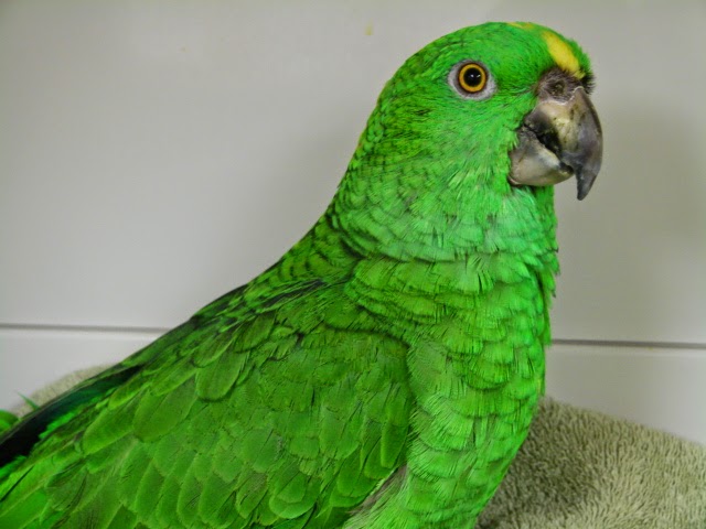 Campus Estates Animal Hospital | 1460 Gordon St, Guelph, ON N1L 1C8, Canada | Phone: (519) 837-1212