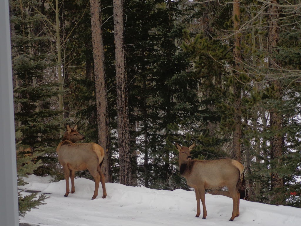 Ballyrock Home | 204 200 Grassi Pl, Canmore, AB T1W 2N3, Canada | Phone: (403) 678-1197